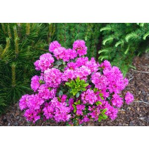 Azalka japonská (Azalea japonica) ´GEISHA PURPLE´ - výška 20-30 cm, kont. P9